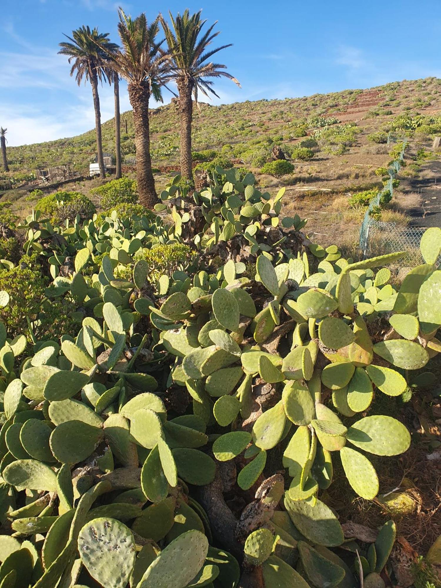Casa La Tunera, Country House, Haria, Lanzarote Zewnętrze zdjęcie